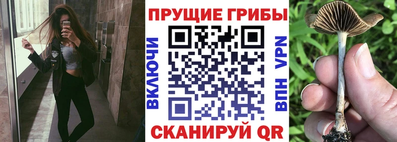 Псилоцибиновые грибы прущие грибы  хочу   Славянск-на-Кубани 